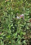 Gewöhnliches Seifenkraut - Saponaria officinalis