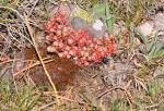 Kurzblättrige Fetthenne - Sedum brevifolium