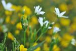 Große Sternmiere - Stellaria holostea