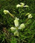 Acker-Rettich - Raphanus raphanistrum