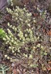 Mastix-Thymian - Thymus mastichina