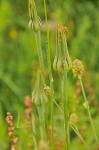 Wiesen-Bocksbart - Tragopogon pratensis