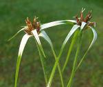 : - Rhynchospora nervosa
