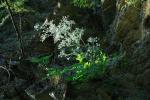 : - Athamanta macedonica subsp. arachnoidea