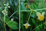 Lanzettblättriges Pfeilkraut - Sagittaria lancifolia