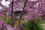 Kanadischer Judasbaum - Cercis canadensis