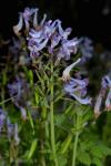 :-Corydalis incisa