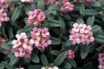 Berg-Seidelbast - Daphne sericea