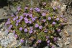 : - Dianthus androsaceus
