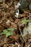 Kapuzen-Herzblume - Dicentra cucullaria