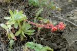 : - Dudleya farinosa