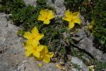 : - Fumana paphlagonica subsp. alpina