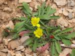 : - Hypochaeris tenuiflora