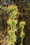 : - Kalanchoe lanceolata