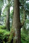 : - Pinus yunnanensis