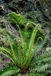 Schwertfarn - Polystichum munitum