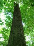 Weiden-Eiche-Quercus pagoda
