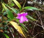 : - Sobralia amabilis