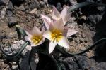 : - Tulipa cretica