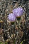 : - Xylorhiza tortifolia