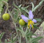 Ölweidenblättriger Nachtschatten - Solanum elaeagnifolium