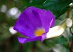 Aufrechte Thunbergie - Thunbergia erecta