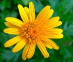 Strauchmargerite - Argyranthemum frutescens