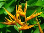 :-Heliconia aurantiaca