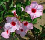 Wüstenrose
- Adenium obesum
