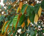 : - Chrysophyllum cainito