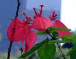 Tropischer Hartriegel - Mussaenda erythrophylla