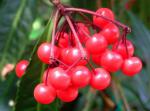 : - Ardisia quinquegona