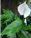 : - Spathiphyllum montanum