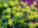 Ausläufer-Fetthenne - Sedum sarmentosum
