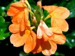 Tapir-Blume - Crossandra infundibuliformis
