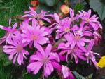 Kapaster - Felicia amelloides