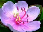 : - Melastoma dodecandrum
