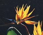Paradiesvogelblume - Strelitzia reginae