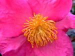 Herbstblühende Kamelie - Camellia sasanqua