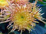 : - Dendranthema morifolium