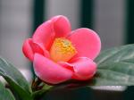 : - Camellia amplexicaulis
