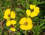 Glänzende Samtblume - Tagetes lucida