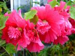 Stockrose - Alcea rosea