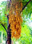 Brennpalme - Caryota urens