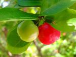 Acerola - Malpighia glabra