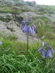 : - Agapanthus inapertus