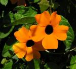 Schwarzäugige Susanne - Thunbergia alata