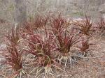 : - Aloe mawii