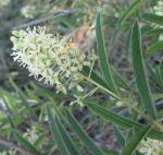 : - Boscia angustifolia