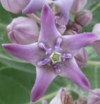 Kronenblume - Calotropis gigantea